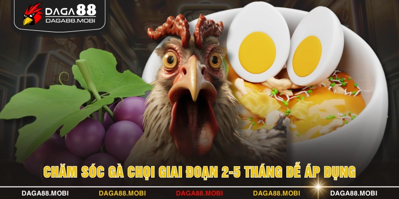 Chăm sóc gà chọi giai đoạn 2-5 tháng dễ áp dụng