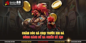 Chăm Sóc Gà Chọi Trước Khi Đá Đúng Cách Để Ra Chiến Kê Xịn