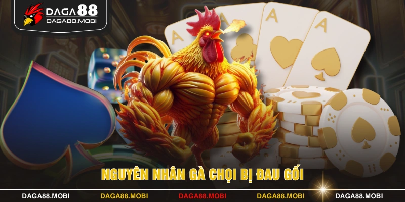 Nguyên nhân gà chọi bị đau gối