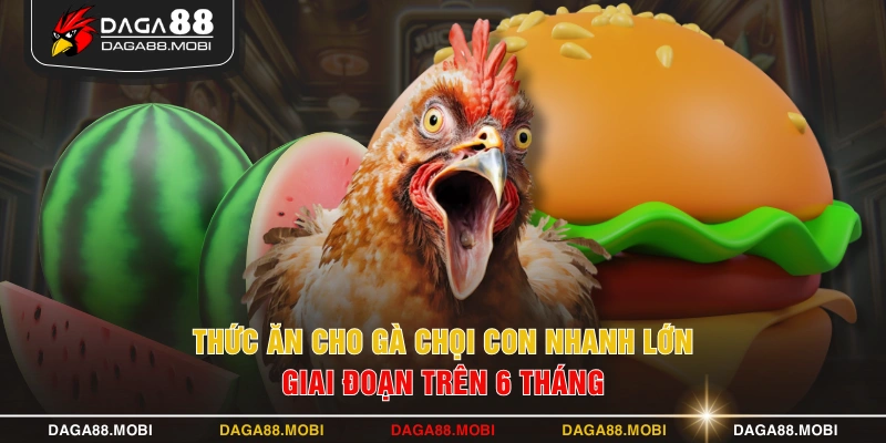 Thức ăn cho gà chọi con nhanh lớn giai đoạn trên 6 tháng