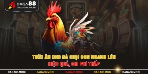 Thức Ăn Cho Gà Chọi Con Nhanh Lớn Hiệu Quả, Chi Phí Thấp